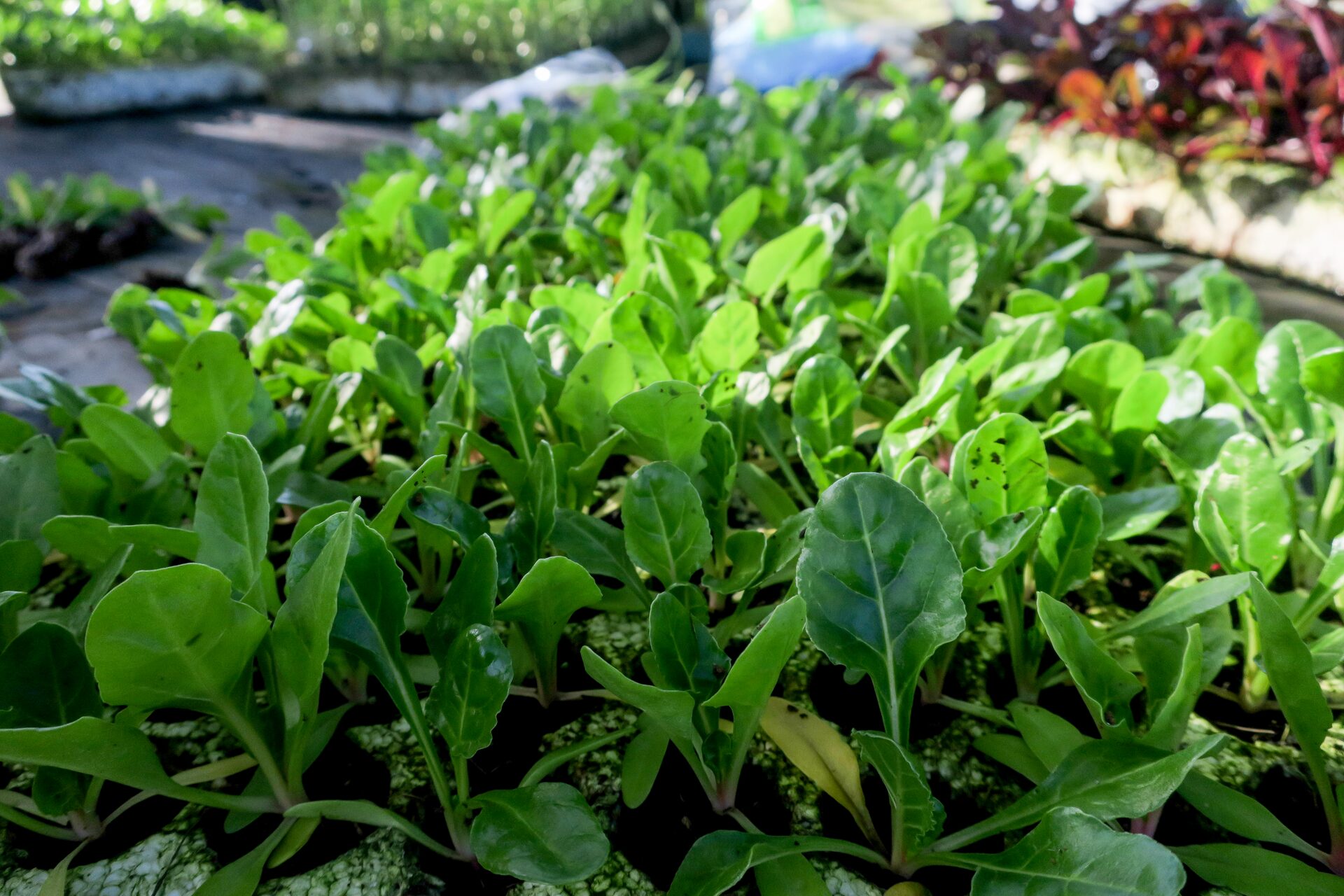 Close view of young plants in trays