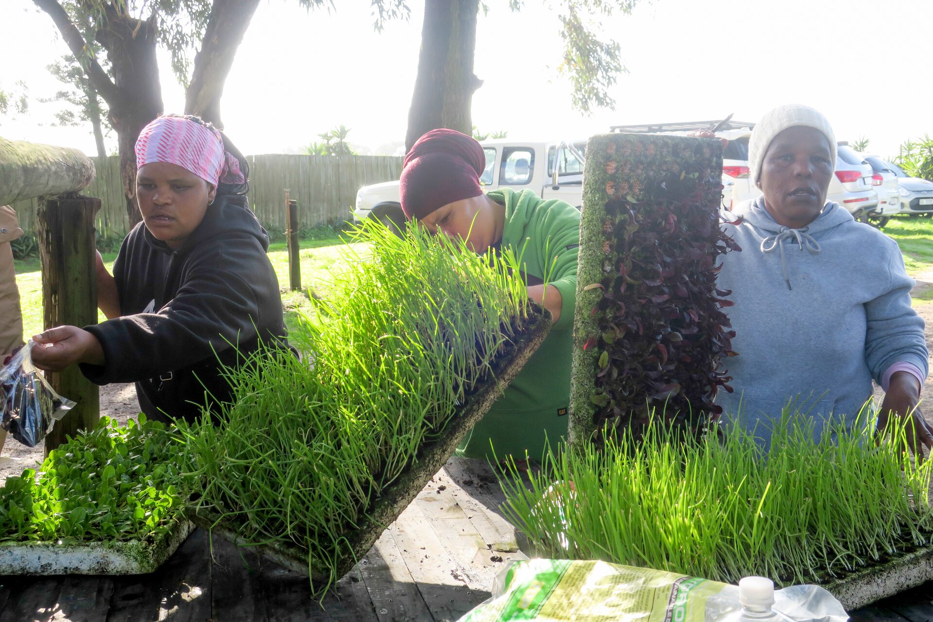 People gathered around trays of young plants